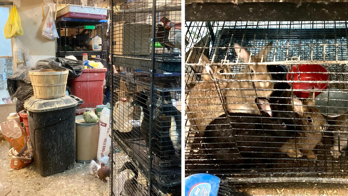 Animal Abuse Abc7 New York