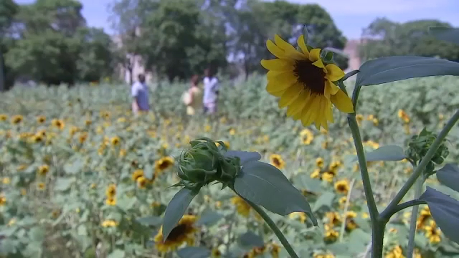 Southside Blooms opens 5th local urban farm in Chicago's Washington Park ABC7 Chicago