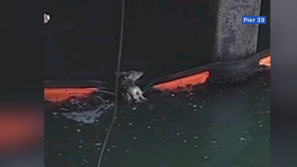 Coyote pup rescued from water under SF's Pier 39