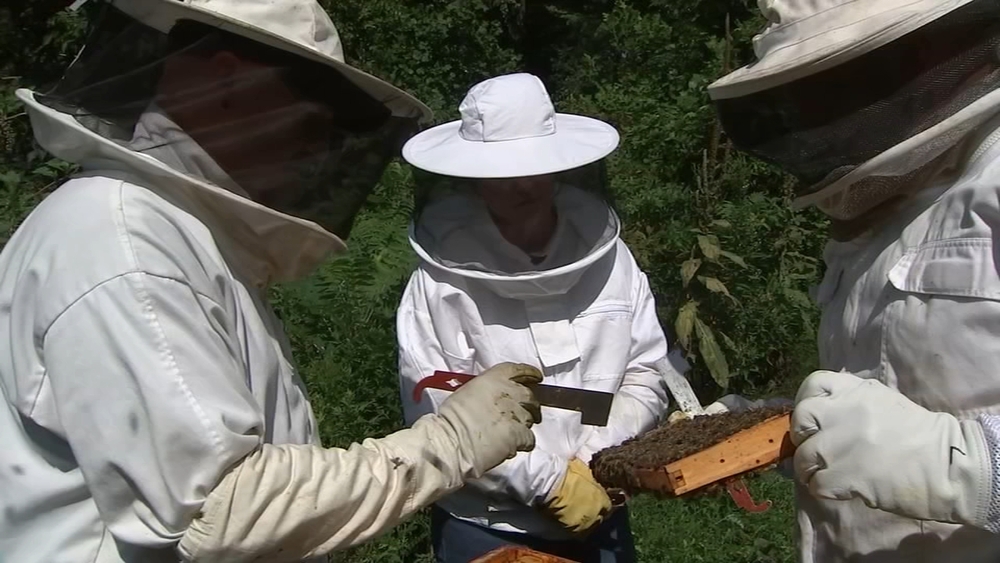How a farm uses bees to help heroes cope with PTSD