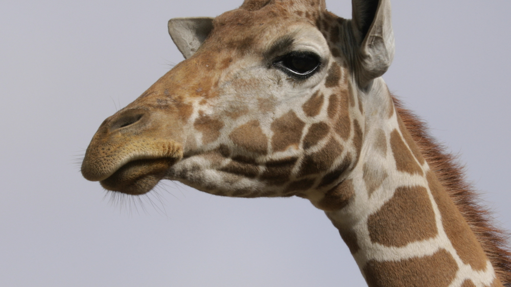 Explore everything wild at Safari West 