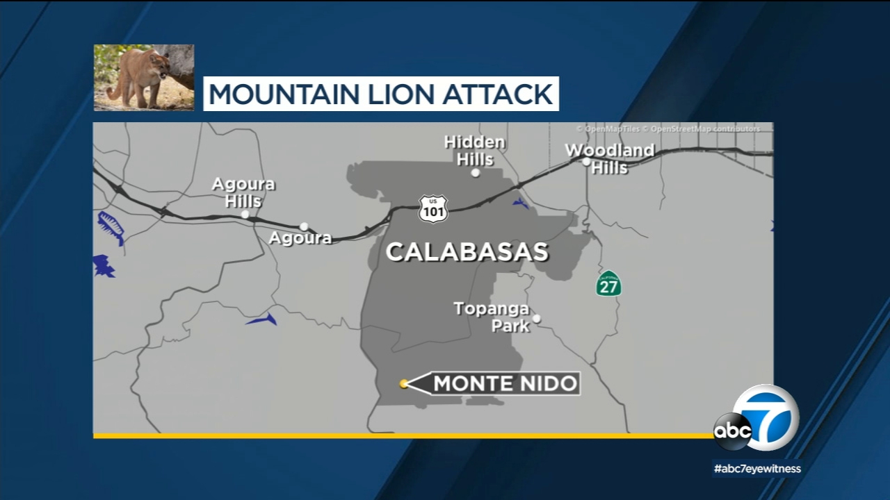 Mountain lion shot after attacking 5-year-old in Calabasas area
