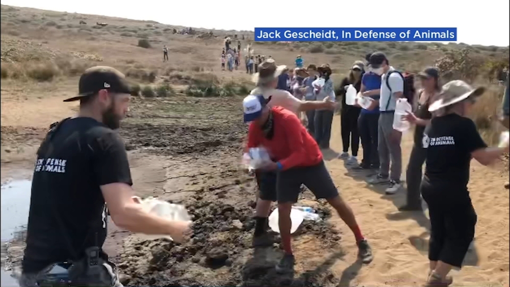 Volunteers bring water to tule elk dying in Point Reyes drought