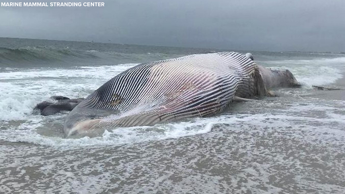 Jersey Shore Abc7 New York