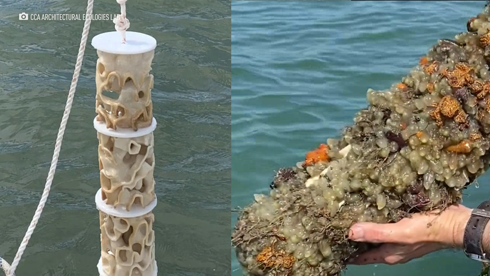 3D printing with calcium carbonate could restore coral reefs