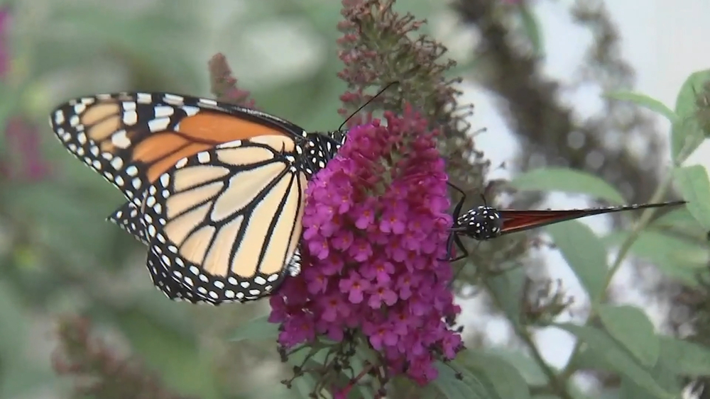Bus driver raises Monarch butterflies during COVID-19 pandemic
