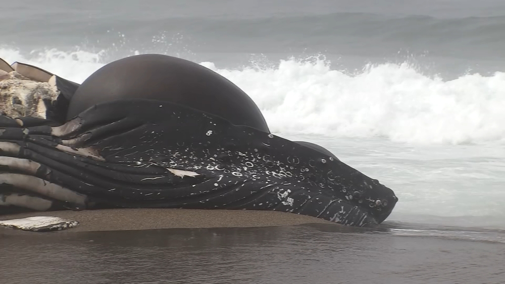 Dead humpback whale washes up on Point Reyes beach