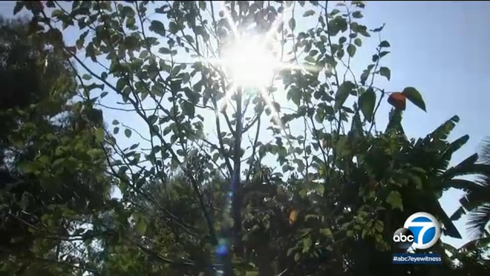 SoCal teen helps create new home for 9/11 Survivor Tree siblings