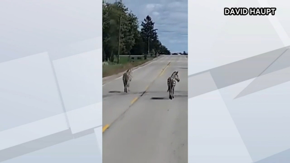 Zebras on the loose in Wisconsin