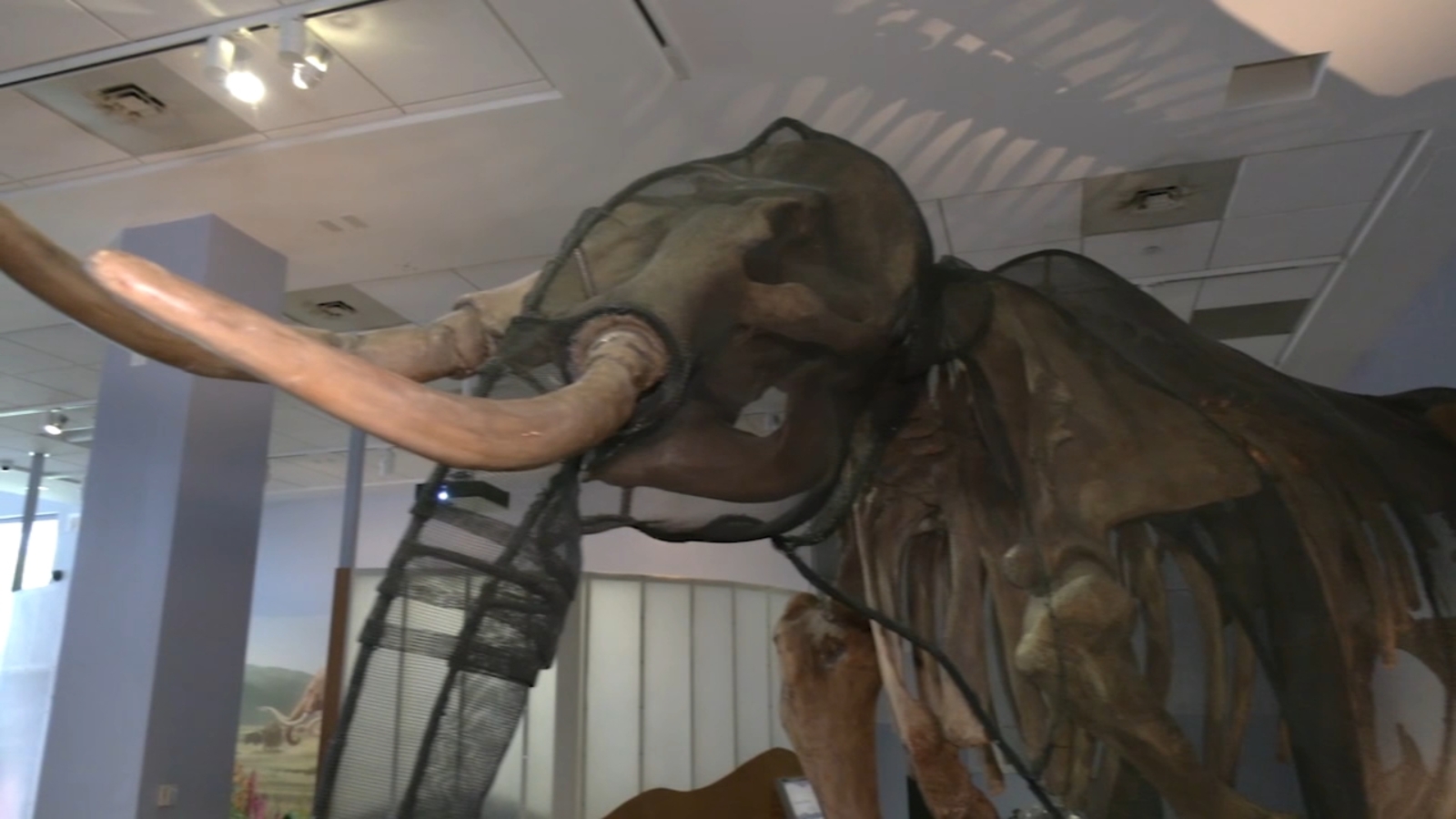 Colossal hopes to successfully create woolly mammoth hybrid by 2027 to