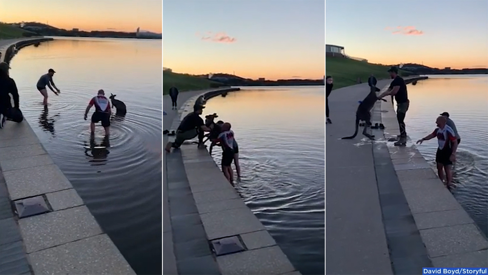 WATCH: Men rescue kangaroo stranded in Australian lake