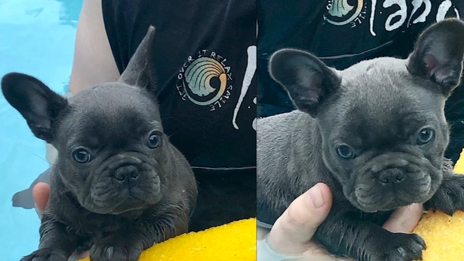 French bulldog stolen at gunpoint in Orlando