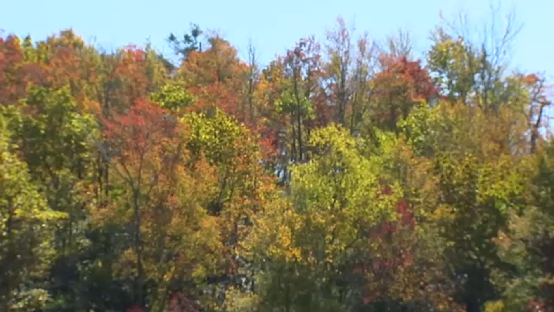 2021 fall foliage expected to be more vibrant than last year