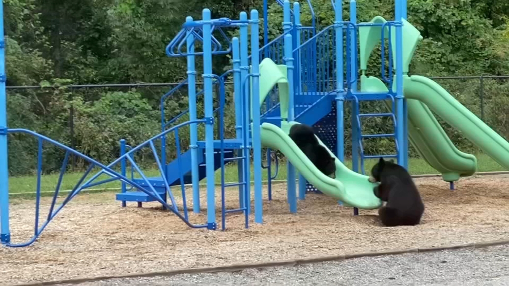 VIDEO: Bears enjoy NC school's playground