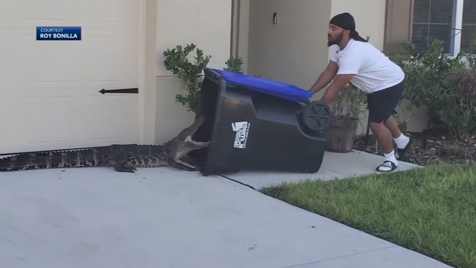 Florida man catches alligator with trash can ABC13 Houston