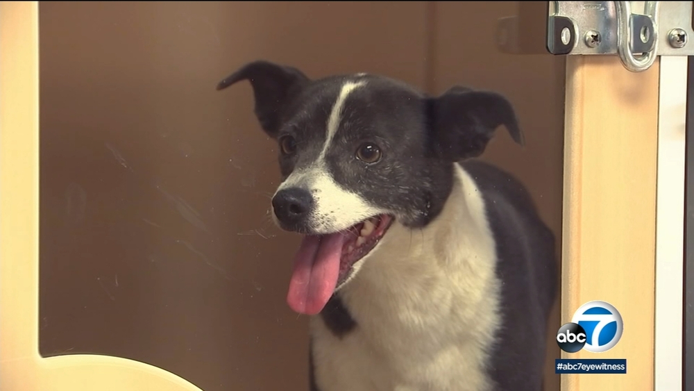 Apple Valley shelter says hold off turning in pets for next 3 weeks 