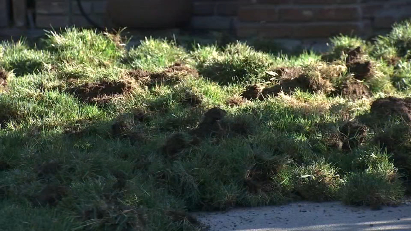Feral pigs dig up lawns in Lafayette neighborhood ABC7 San Francisco