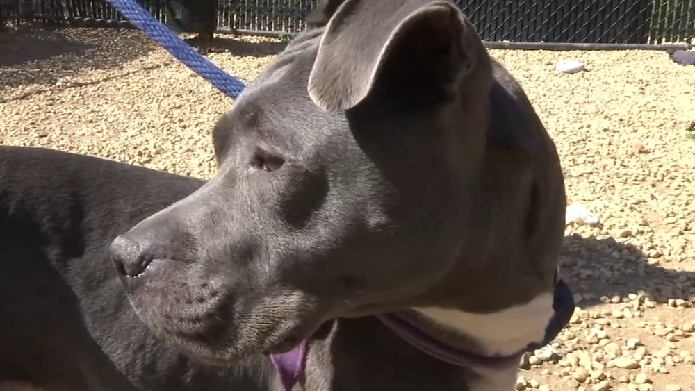 ACCT Philly sees spike in surrendered pets