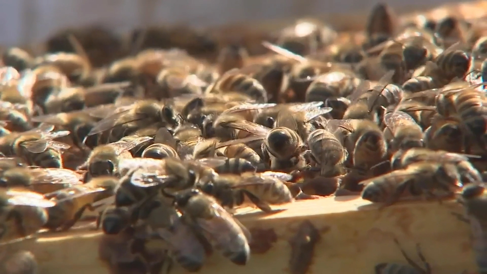 This farm uses bees to help heroes cope with PTSD