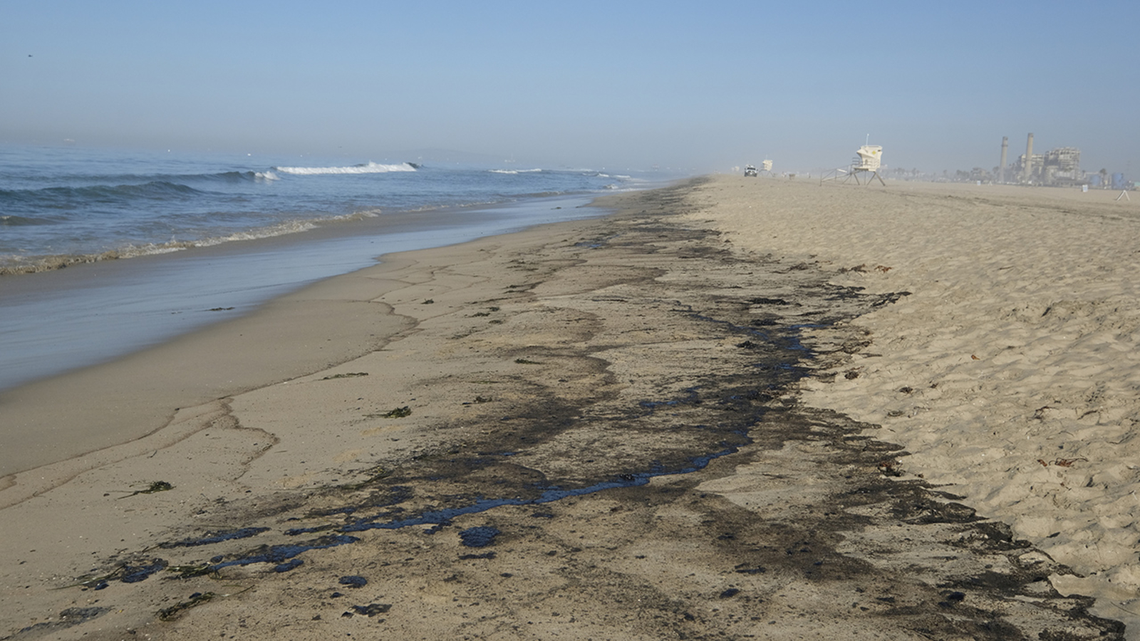 Huntington Beach oil spill Dead birds, fish wash up following major