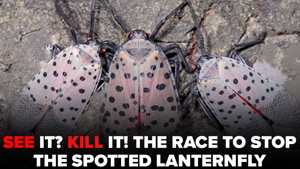 Weather or Not: The race to stop the spotted lanternfly's spread