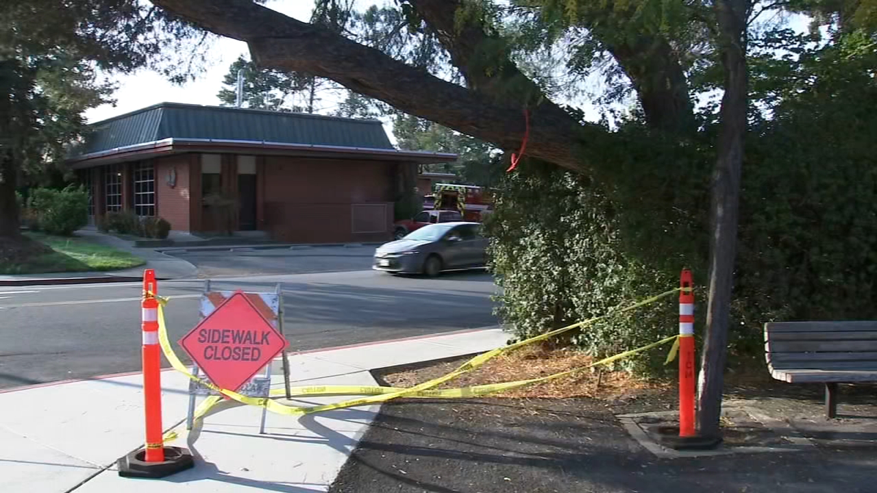 CA Drought: Dying trees in Marin Co. to be cut down Tuesday