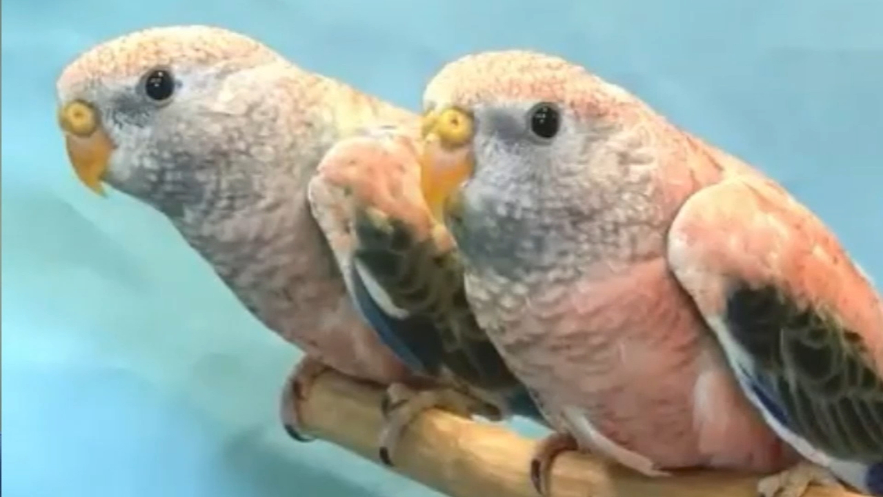 parakeet pet store