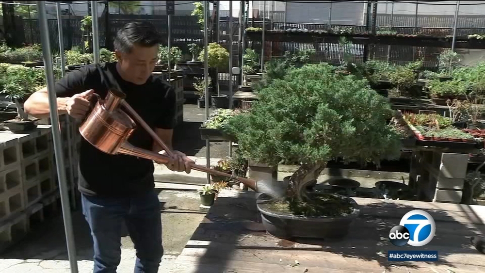 Bonsai burglary wipes out years of hard work by Chino nursery owner - ABC7 Los  Angeles