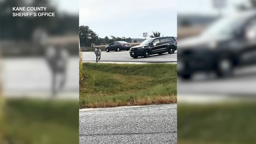 Loose zebras spark wild chase in Kane County