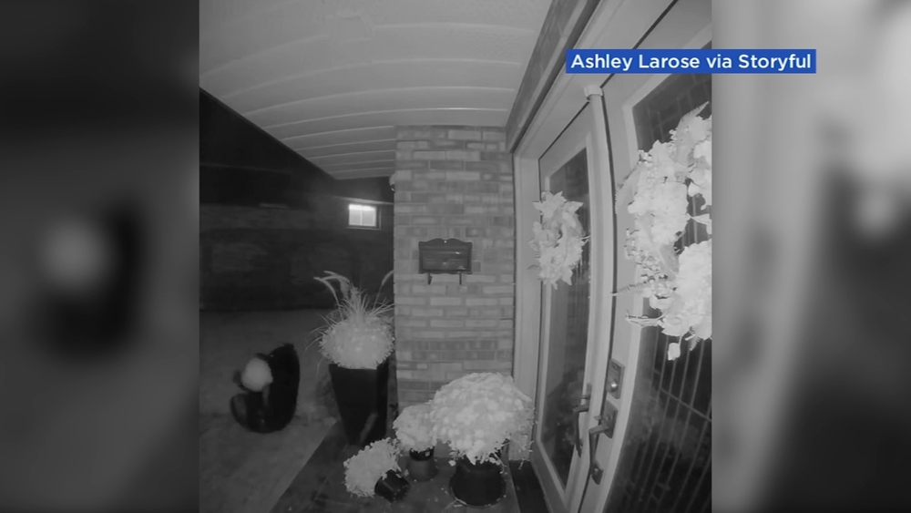 Bear spotted wrestling with display pumpkin 
