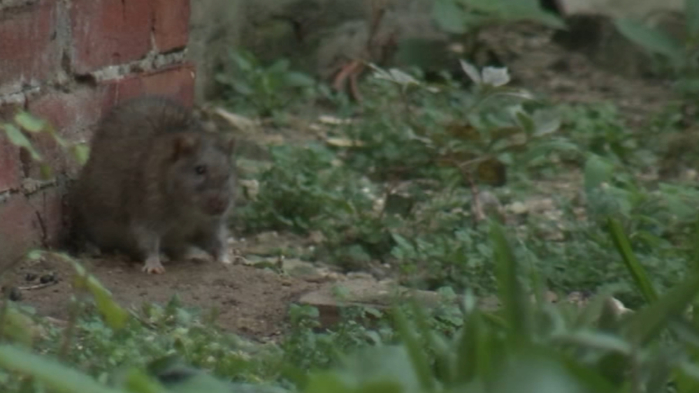 Rats taking over one Philadelphia neighborhood 