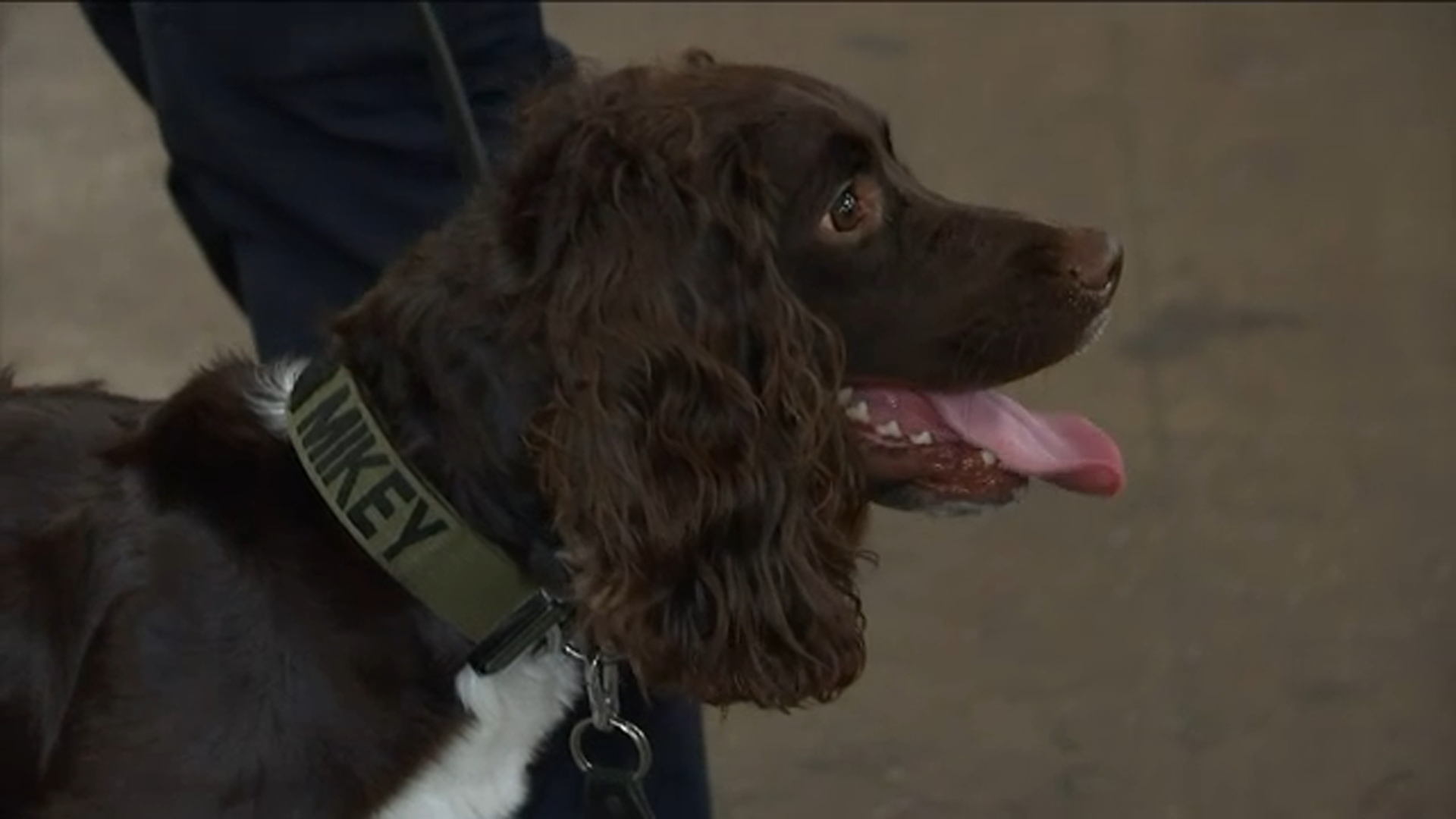 NYPD Transit Bureau graduates 10 K-9s, celebrating many firsts for