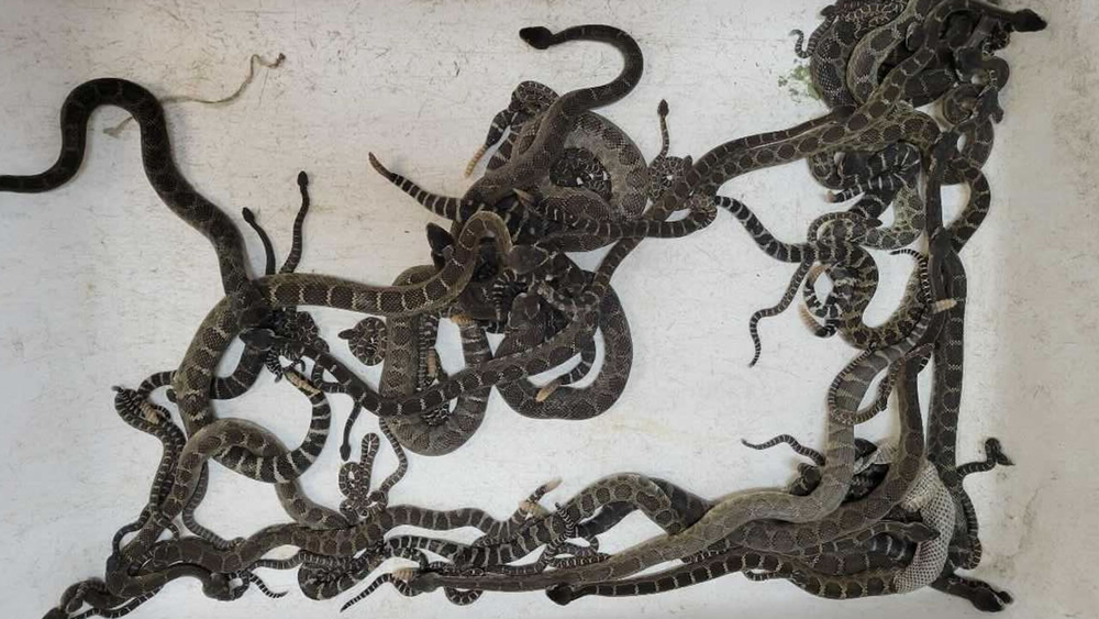 Nearly 100 rattlesnakes found living under North Bay home