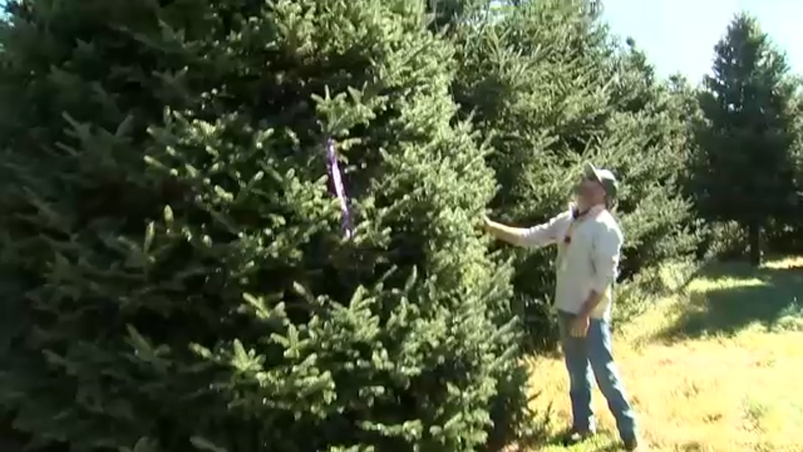 2021 White House Christmas tree will come from North Carolina - ABC11 ...