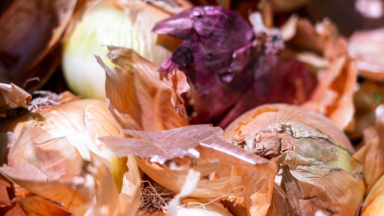 Onion recall 2021 Salmonella outbreak connected to imported onions