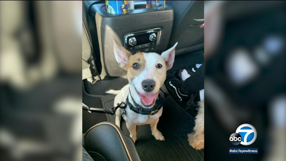 Boaters rescue dog found paddling in middle of the ocean