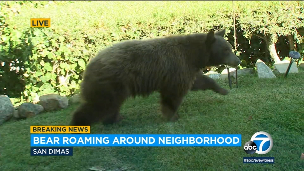 Bear roams through residential San Dimas neighborhood