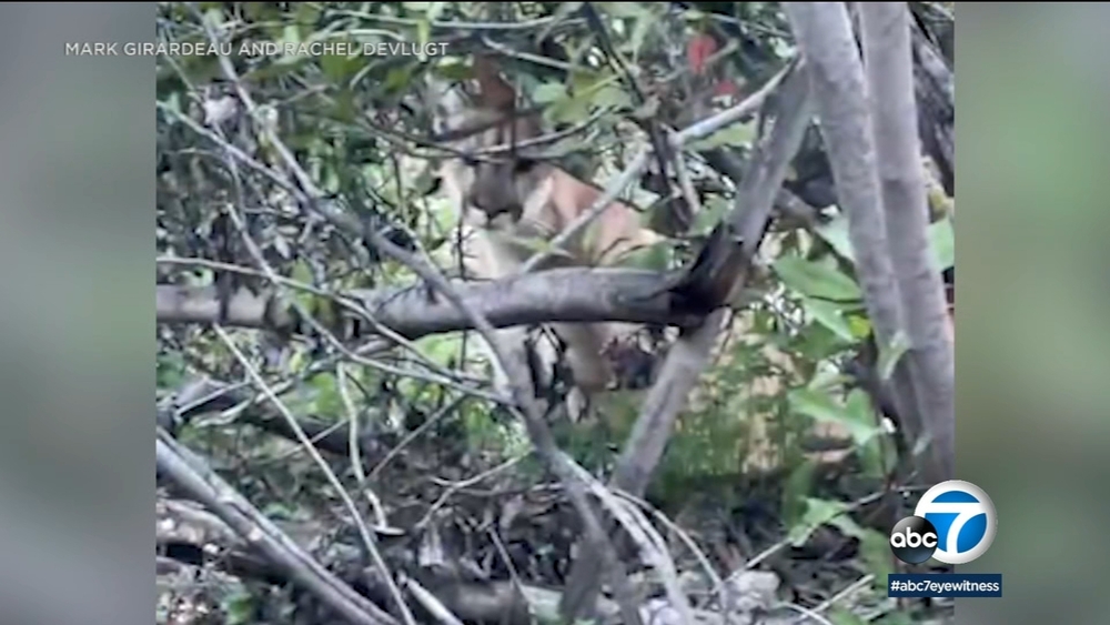 Video: Hikers come face-to-face with mountain lion on OC trail