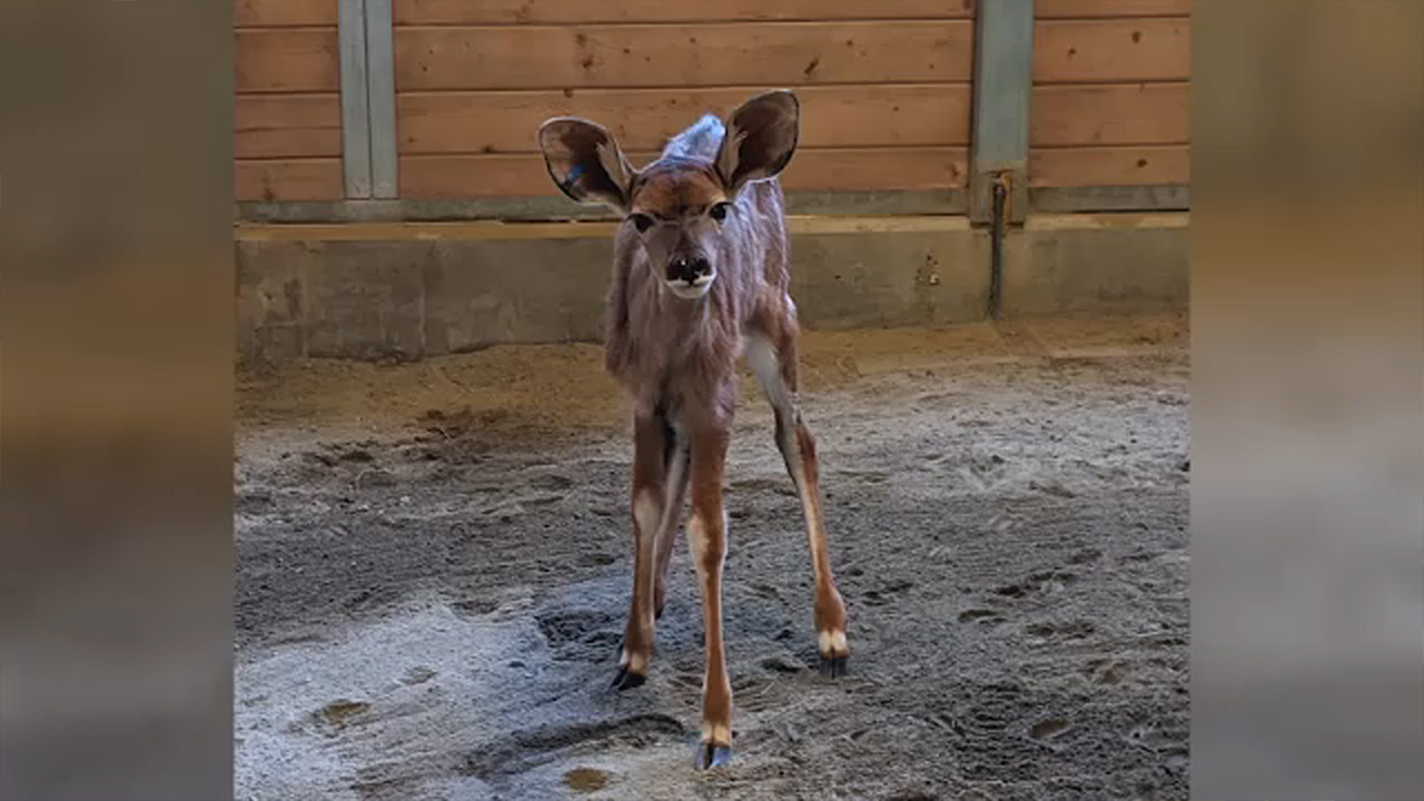 Baby kudu born at Fresno Chaffee Zoo