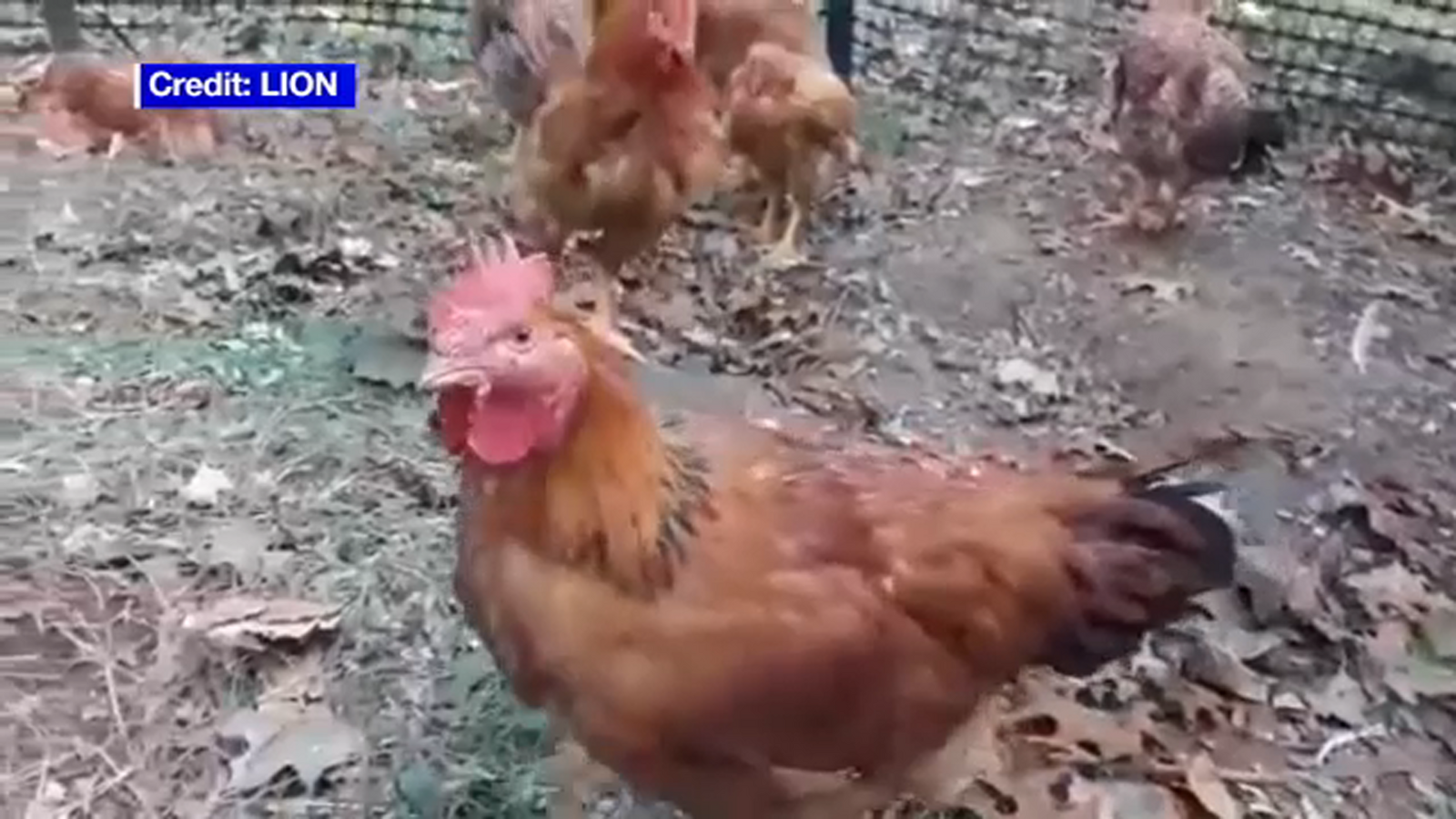 Chickens on way to slaughterhouse given 2nd chance after falling off