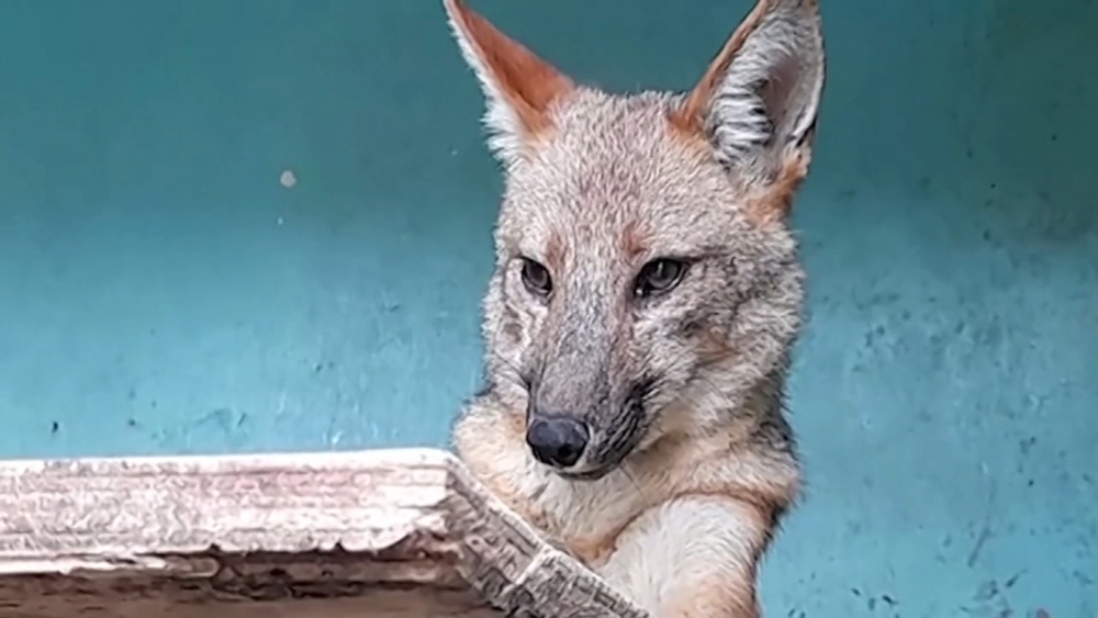 Family's puppy 'Run Run' turns out to be a wild fox