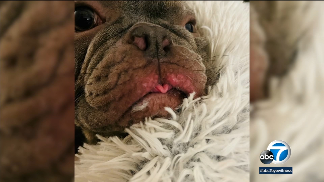 Couple says Wag! pet sitter they hired left dogs home alone for hours