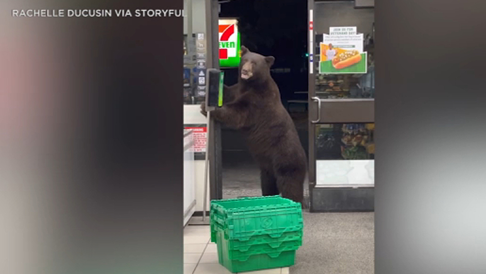 Bear barges into 7-Eleven store near Lake Tahoe