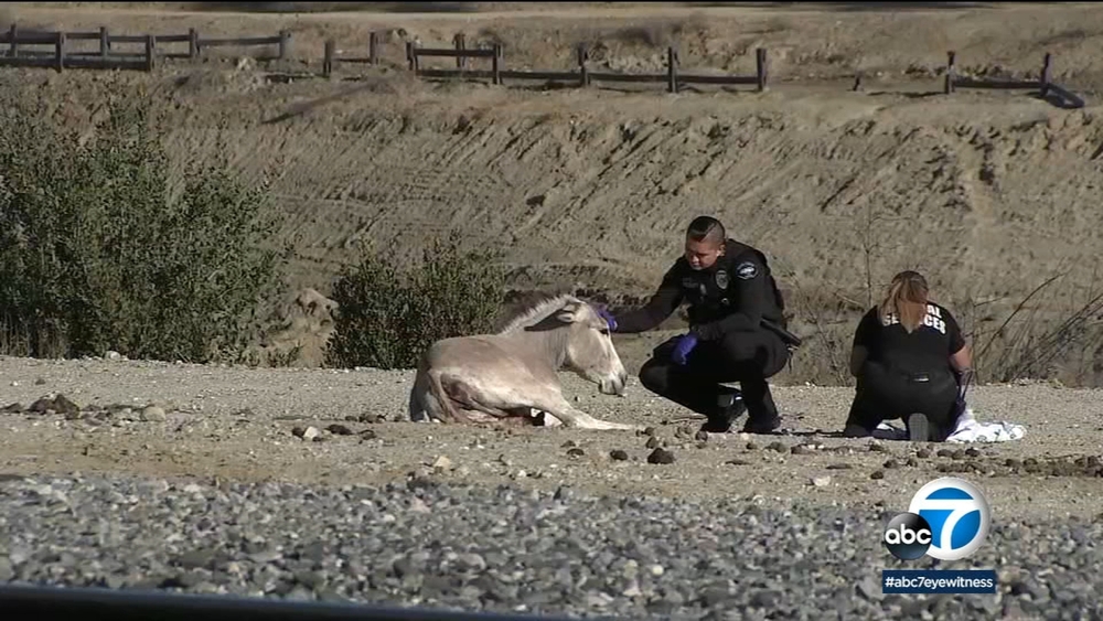 6 donkeys killed after they were hit by train in Redlands
