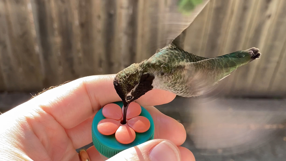 Oakland man shares a unique bond with neighborhood hummingbird