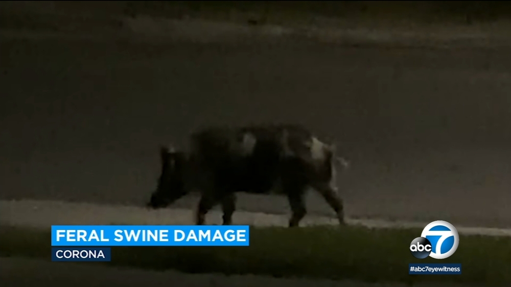 Feral hogs continue to destroy yards in several Corona neighborhoods