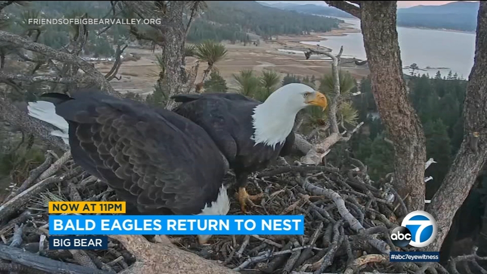 Big Bear eagles back in nest