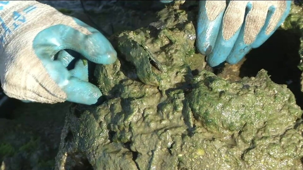 Oysters finding new home in SF's Presidio tidal marsh