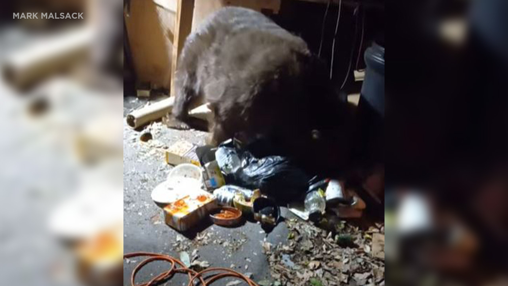 Bear enjoys Thanksgiving leftovers from Glendora man's trash cans