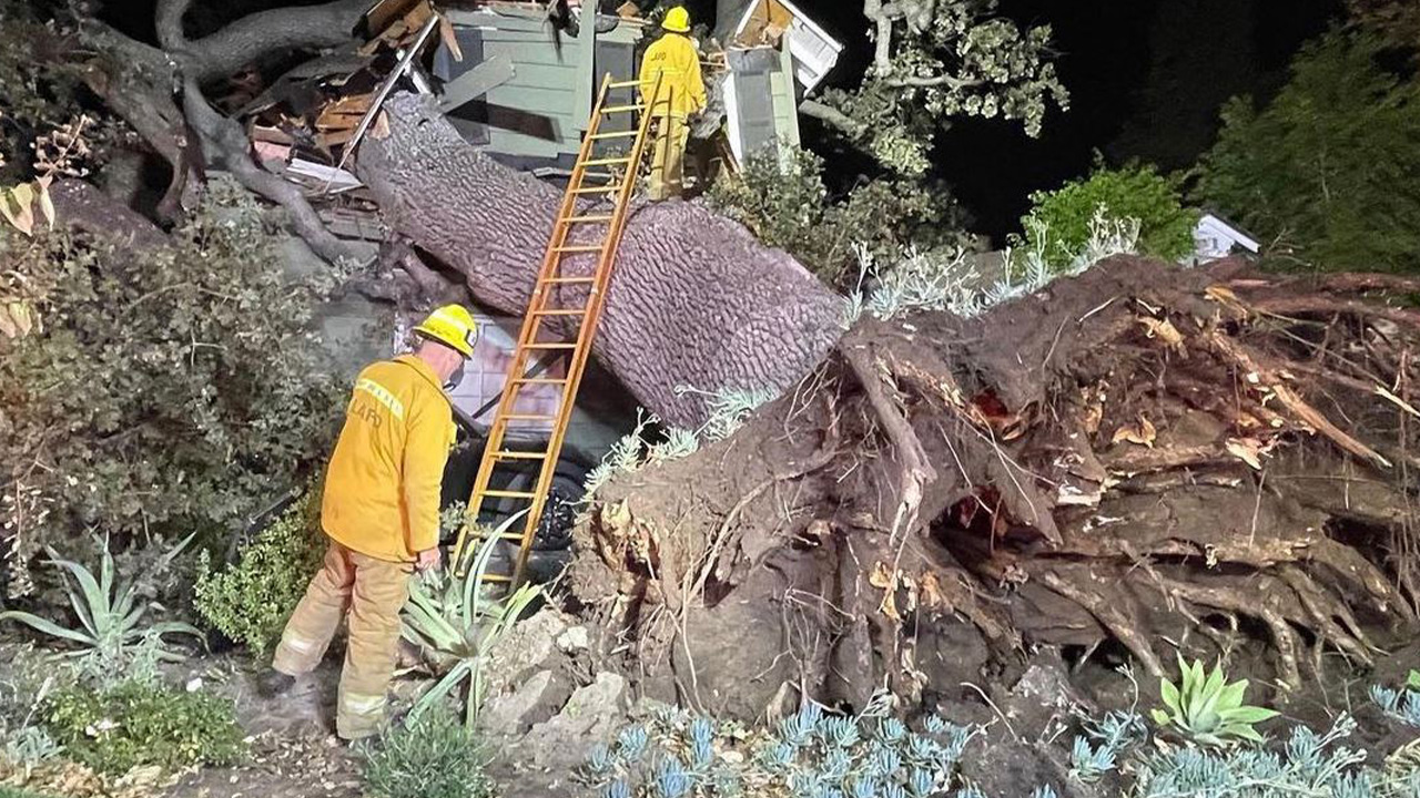 Man killed when massive tree collapses onto Encino home